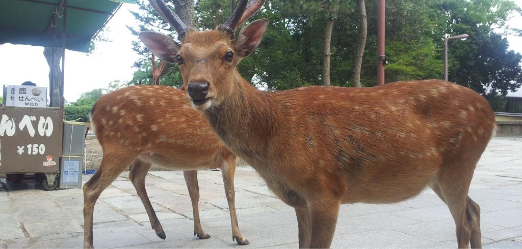 Two sika deer standing beside a shika senbei cracker stall in Nara Park